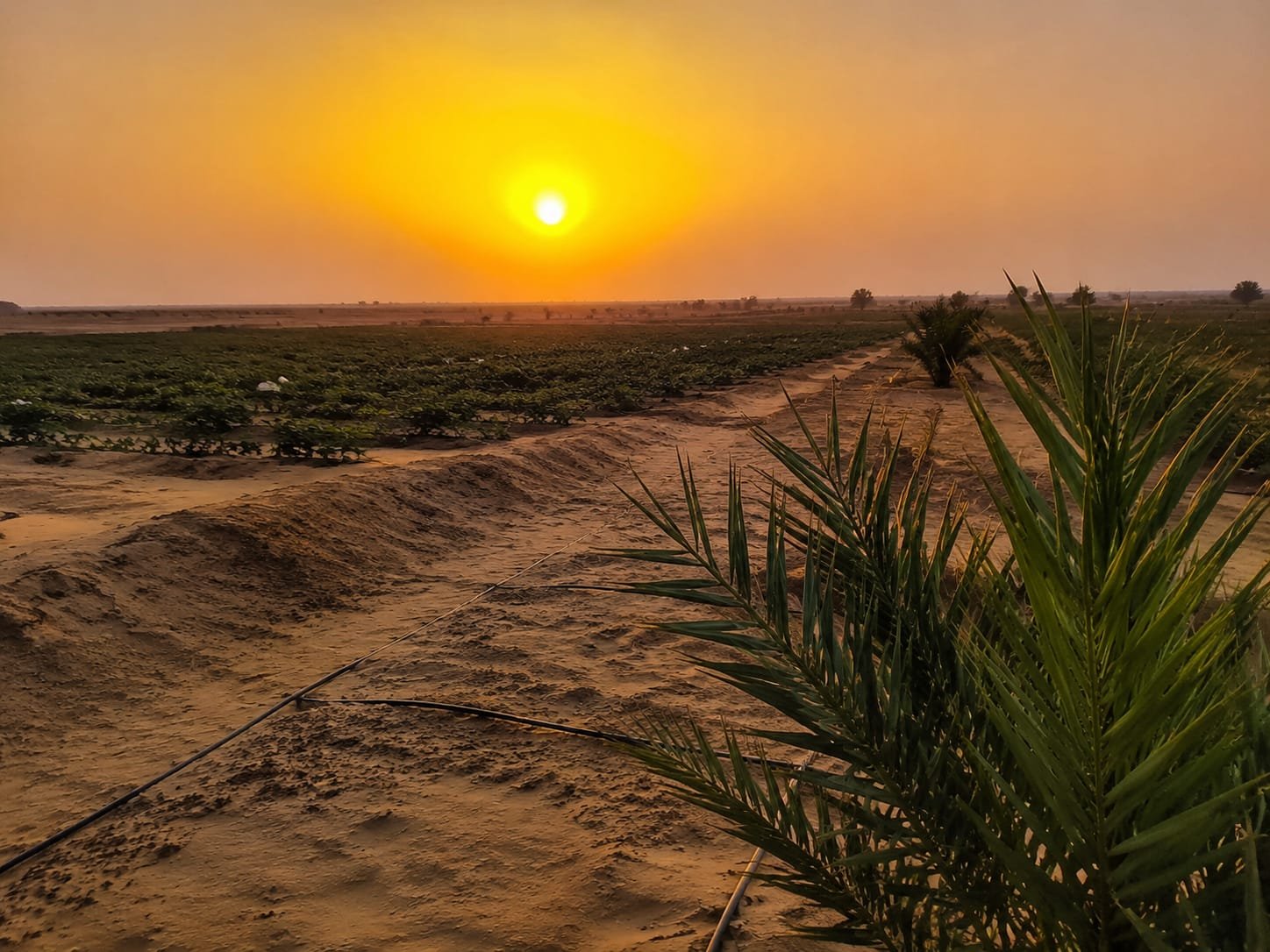 EG Plant - Agricultural Consulting